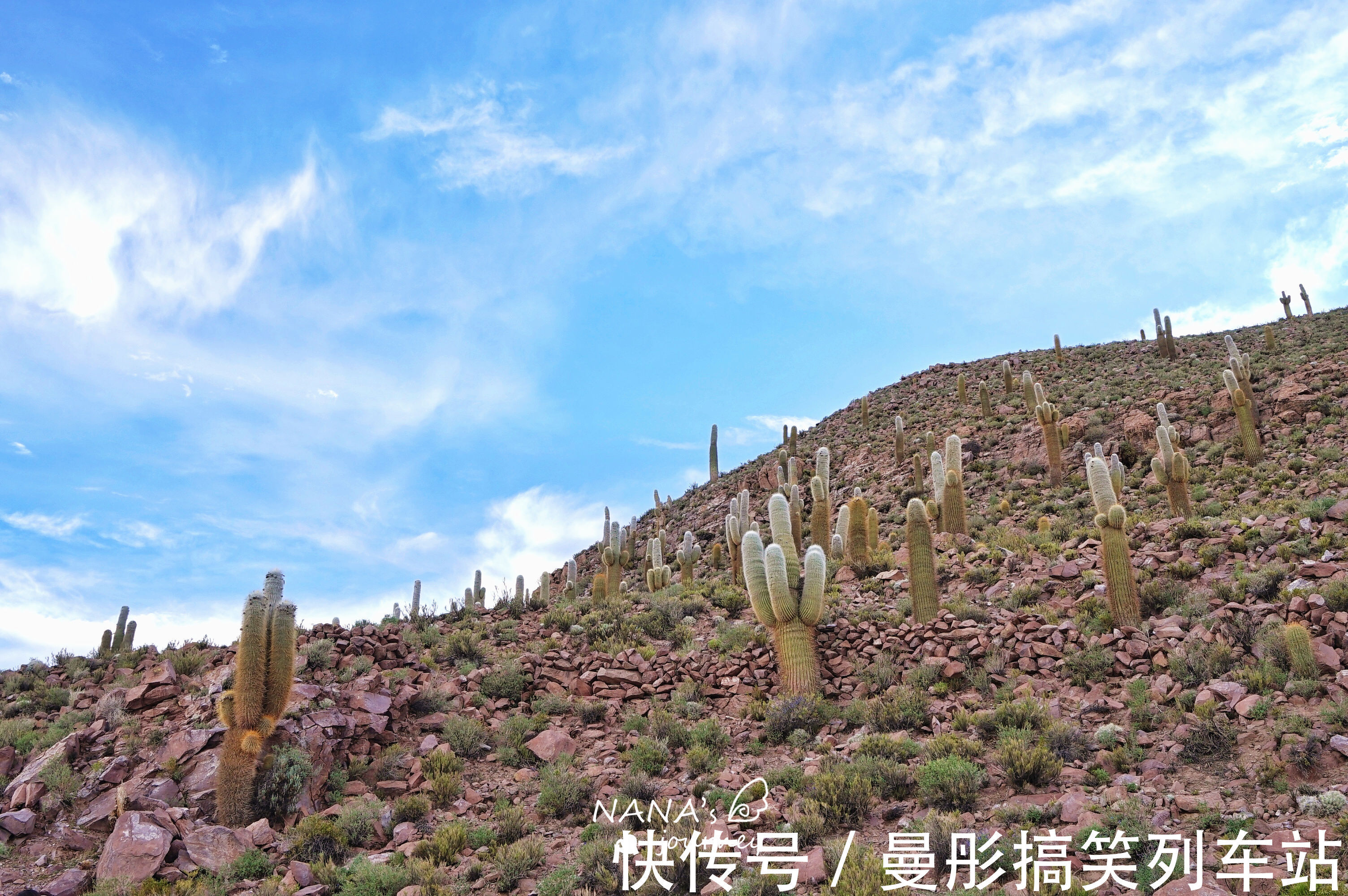 盐湖|神奇的巨人仙人掌，竟然在玻利维亚无人区生长，游客惊呼太美了