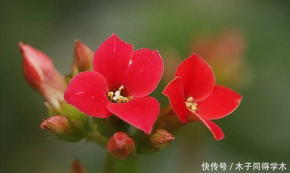 养花试试此几款,花开繁盛花香怡人,阳台开成花海,漂亮好养