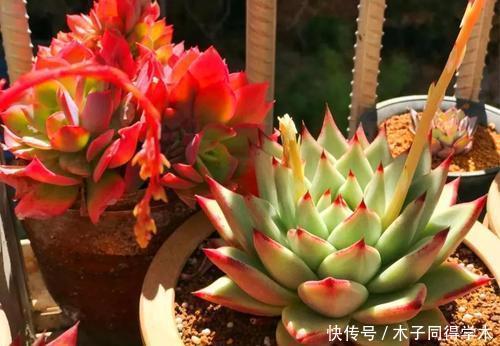春天养多肉,掌握方法容易出状态,内附养护技巧,适合新手