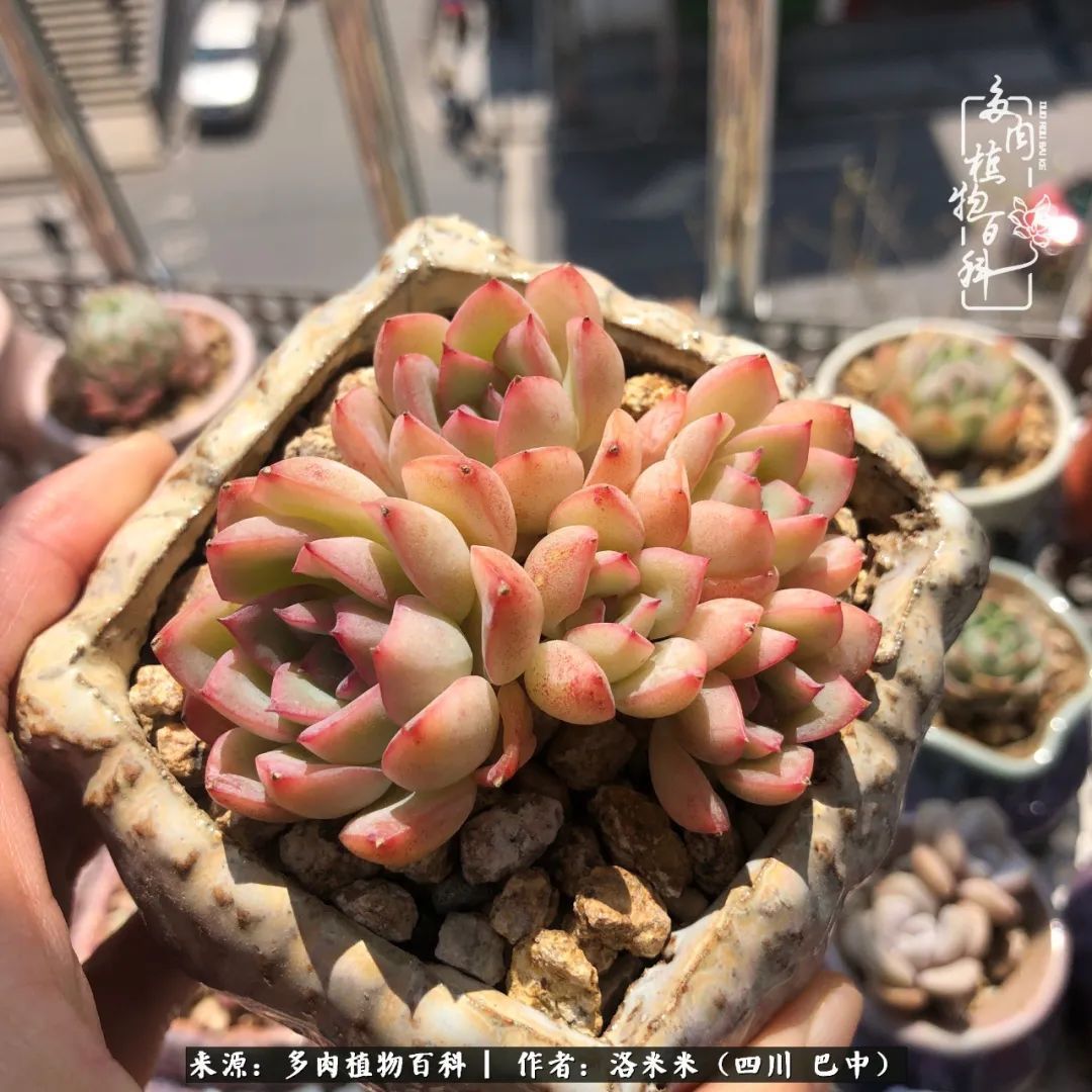 时间是多肉最好的滤镜！附个人养护经验！