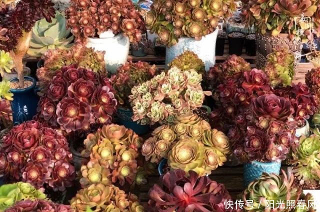 多肉法师欣赏在最美法师季,法师丛中一定住着小天使!