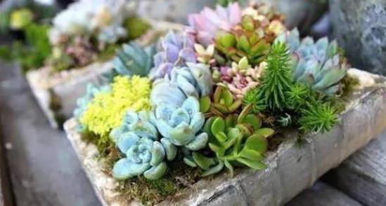 发财树|君子兰、发财树,夏天这么浇水,等着收尸吧