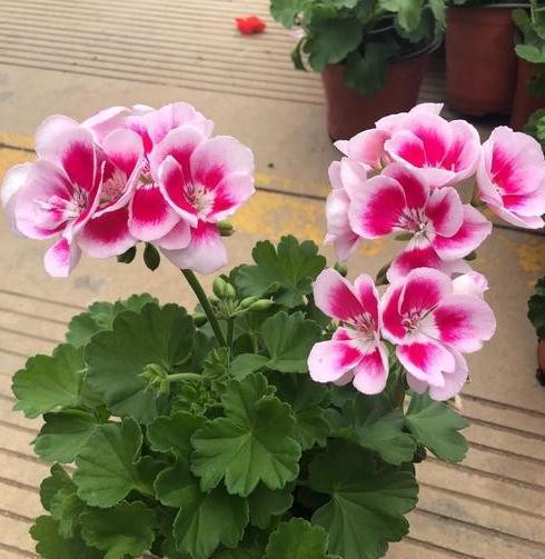 尽量别买3种花,拿回家落花,掉蕾严重,很难伺候