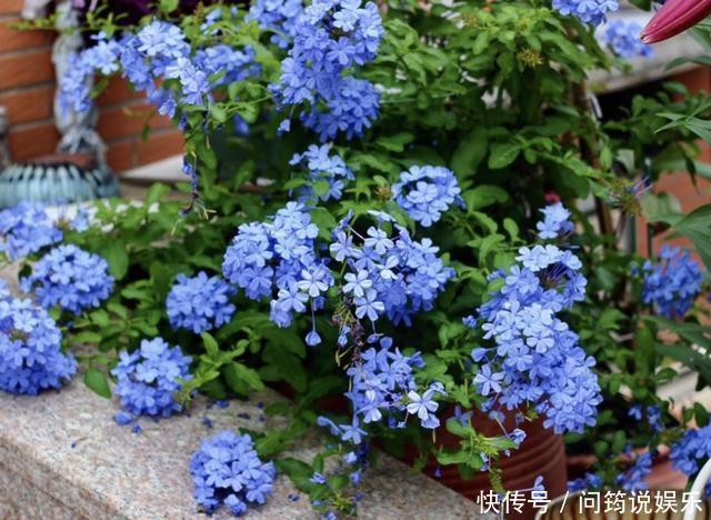 漂亮也好养的“4种花”,枝条能剪下来“扦插”,1年后开花多!