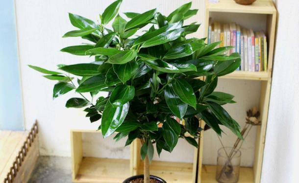 净化|室内必须养的“镇宅树”,旺财又养人,尤其第三种,越养越值钱