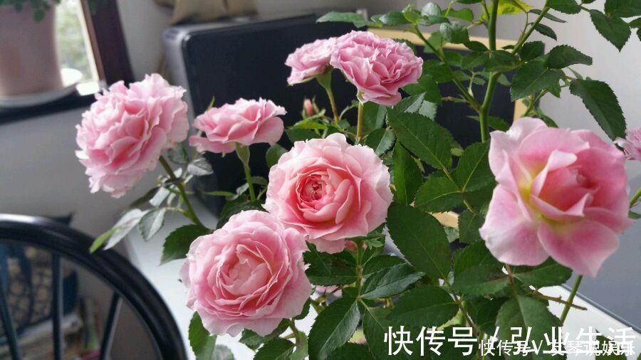 盆栽|花大香浓,漂亮不输玫瑰,植株低矮,四季有花开,盆栽养花选这种