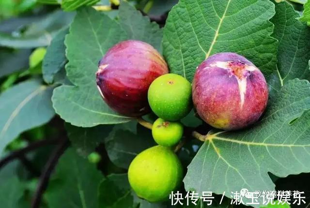 花友|这种水果枝条阳台一插，1年就挂果，果实太多压弯枝！