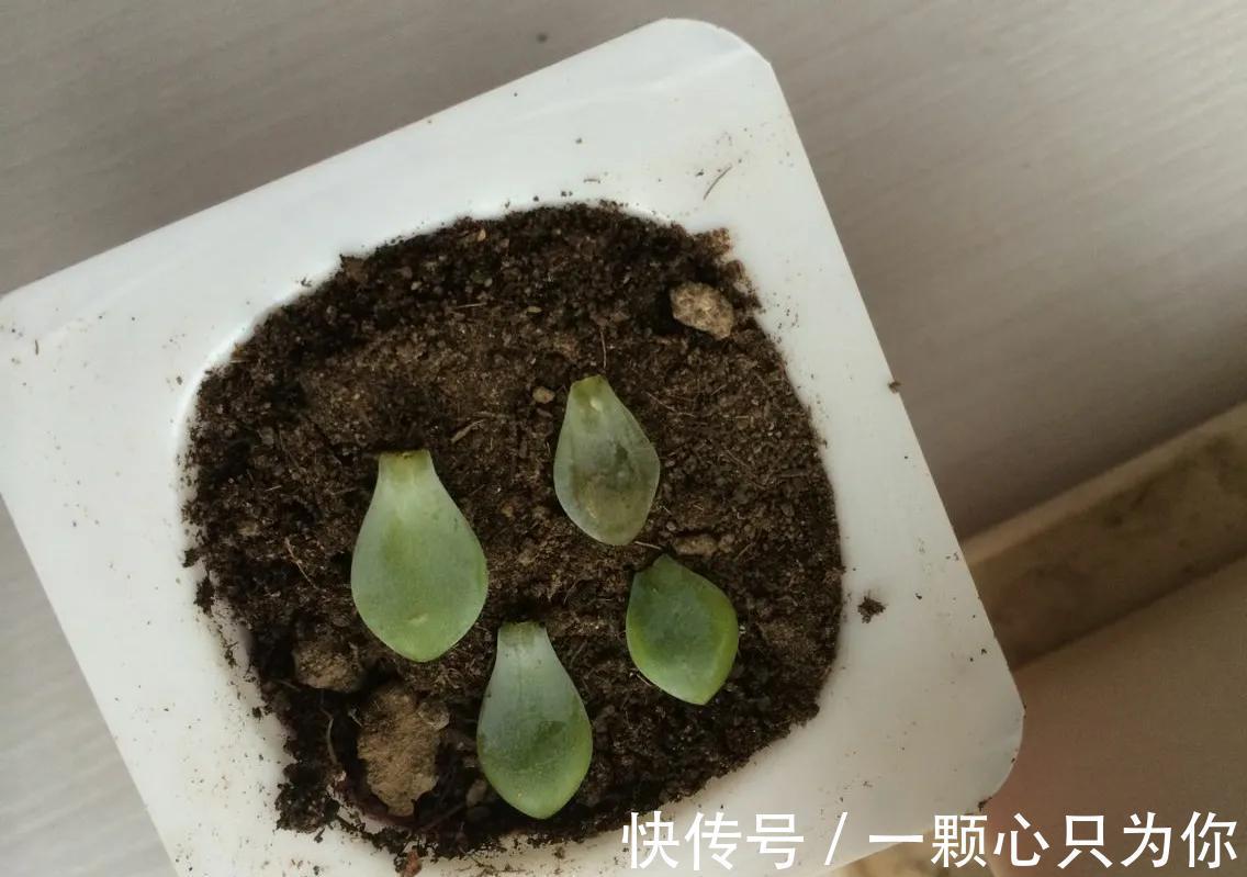 养多肉选黛比，全年保持紫红色，秋季繁殖很轻松，一盆变多盆