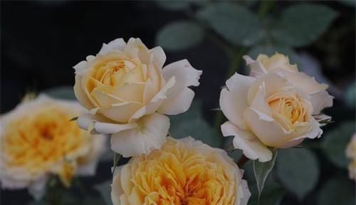 漂亮美艳的3种花，花开几个月，漂亮好养，可做年宵花，值得拥有