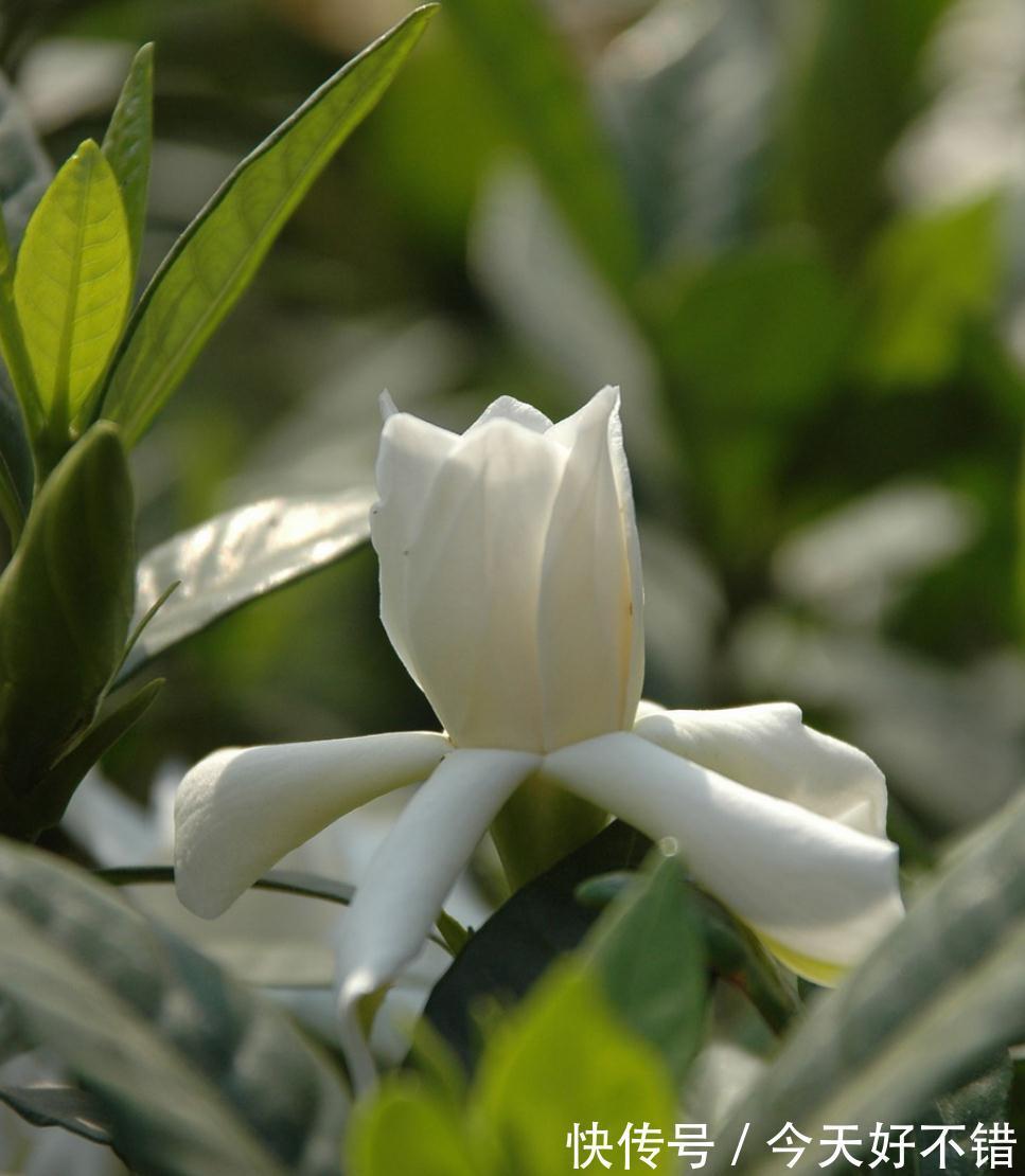 三种花盛开时香气四溢,夏天都是盛花期,轻松打造阳台庭院