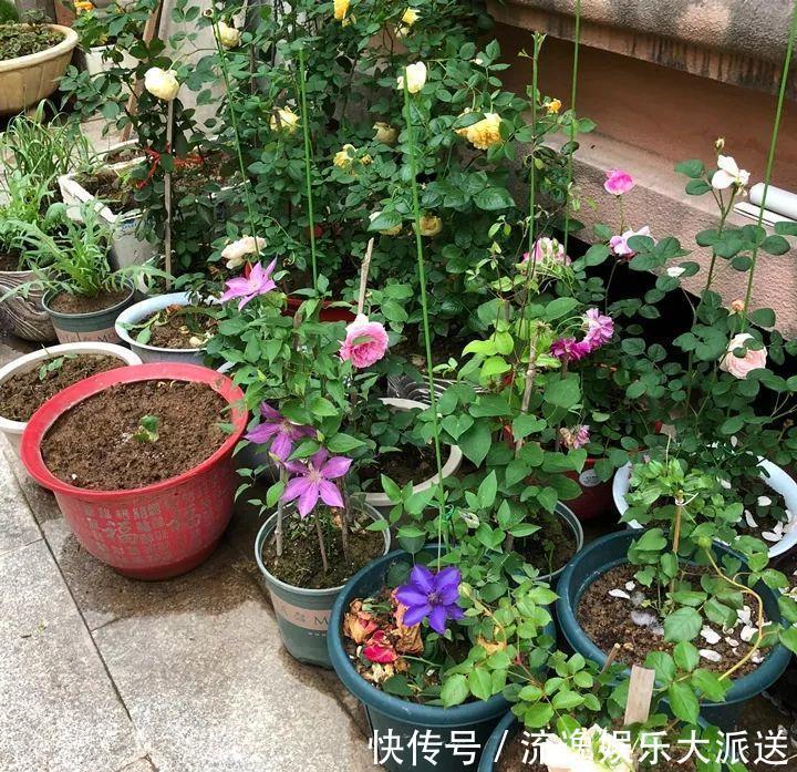 香草类|立夏后养花,别偷懒做好这3件事,长的快不生虫!