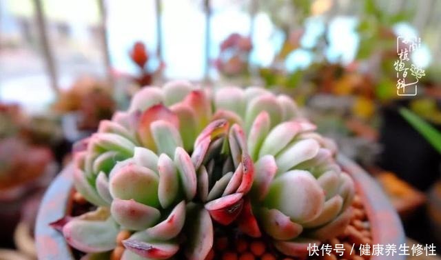 冬季，属于多肉的季节！养多肉的你喜欢冬天吗！
