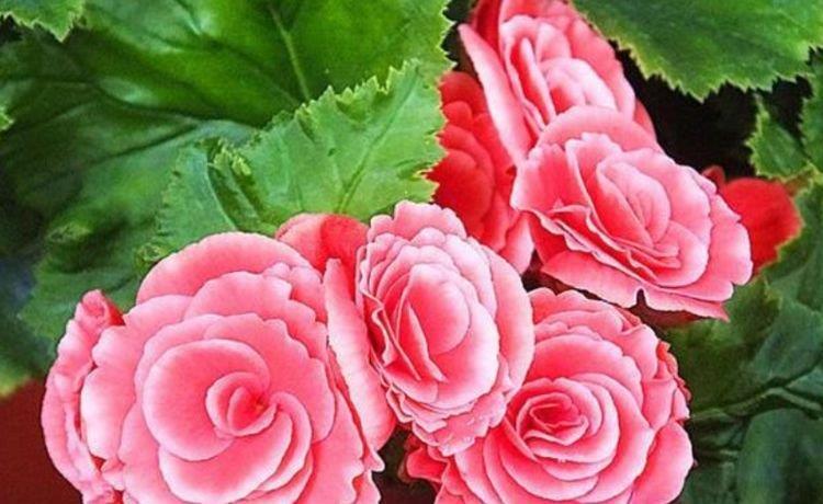 居家就养此款花卉,不闻不问,非常壮观,很容易就养成花海