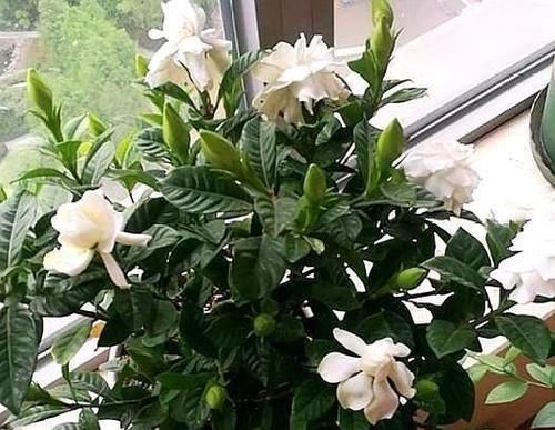 养花要“心狠”,这种枝条,见一根剪一根,开花翻十几倍