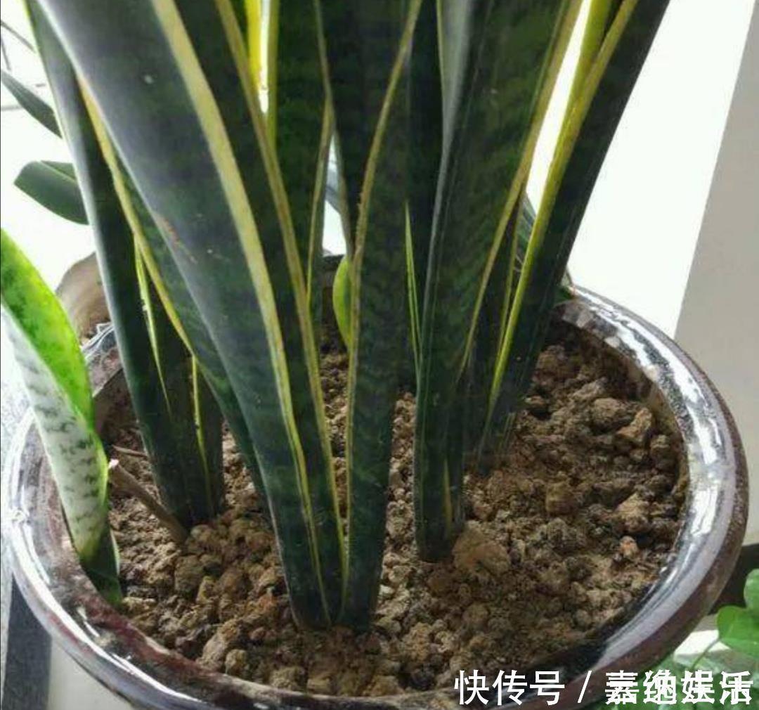 施肥|养虎皮兰不用施肥,教你2个方法,让它长得枝叶繁茂