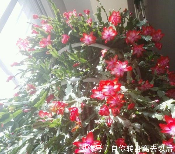 什么生根水、生根粉,通通都比不上这种油!盆里倒一点,花草疯长!