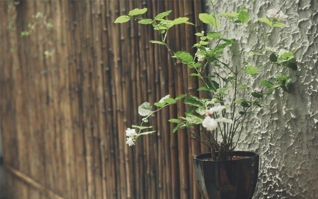 阳台养花蚊子多？自制3种“驱蚊水”，傍晚喷一喷，蚊子不见踪影