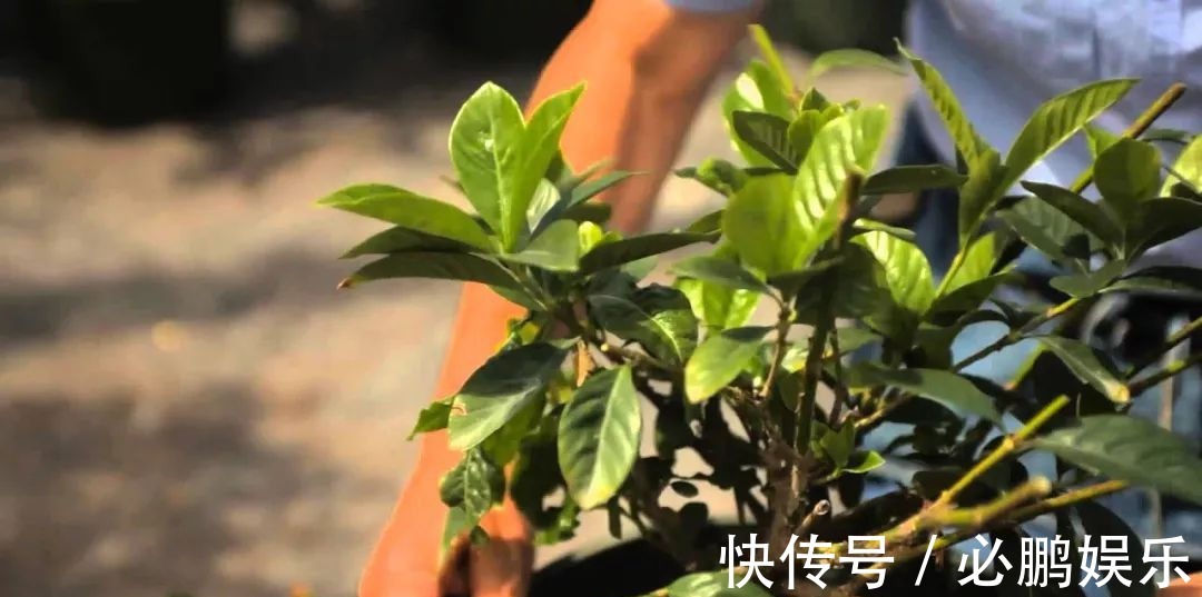 盆栽|栀子花盆栽定期修剪，保证每年都开开出清香的花朵