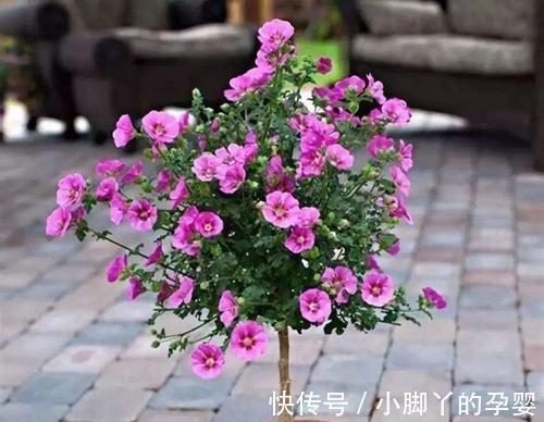 小木槿美不胜收,怎样养护才能让它美美开花