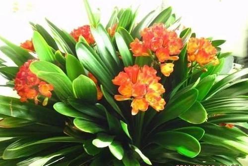 植物|养花养叶先养根掌握4个'壮根'小窍门，啥植物都能越养越好