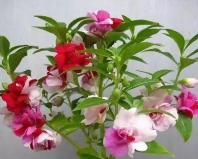 “4种花”漂亮又好养,四季花开不断,层层交叠,烂漫迷人眼