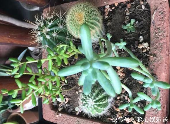 这3款植物虽其貌不扬，室内盆栽，却能让家里变成“天然氧吧”