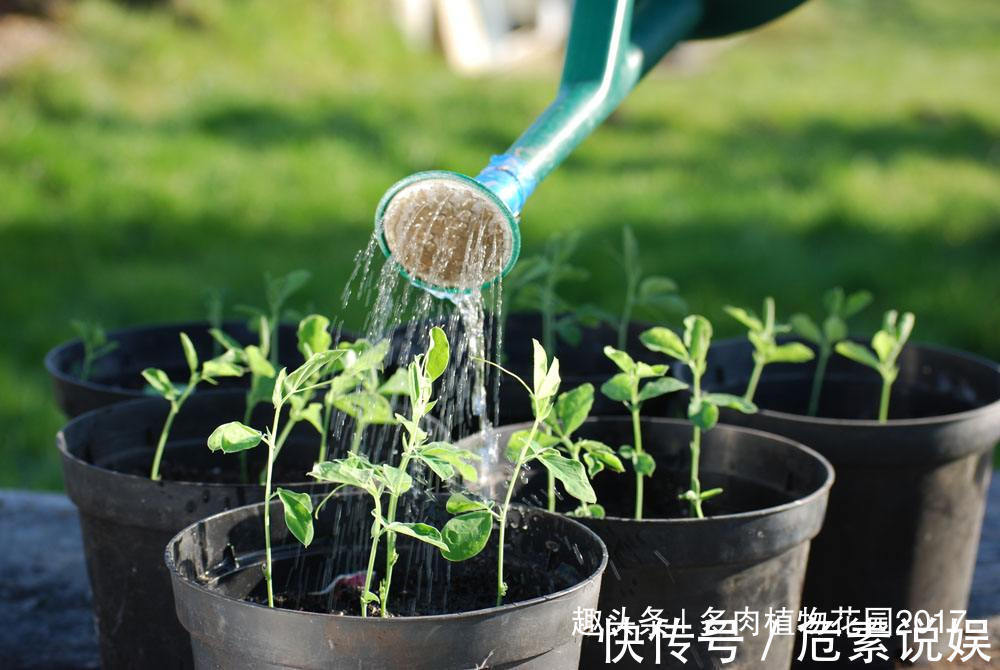 养花第一盆水,浇对了,长势更好花开更艳