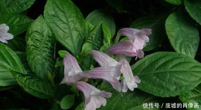 血气|农村这几种优质野菜，补血消炎，治疗经痛血气亏，不知道太可惜了