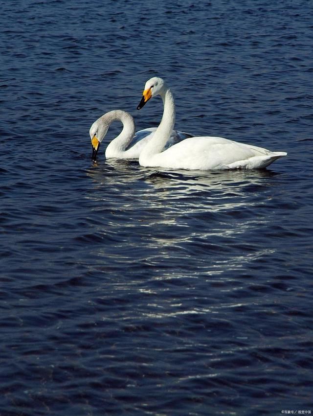 诗词!天鹅戏水诗词12首十面来风碧水清,绒鹅双嬉苇生情