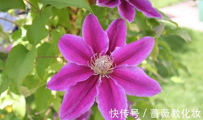 碗莲|6种花草根本不值得花钱，老花匠良心总结，被骂也要公布