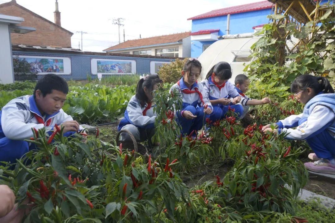 寓教于乐|【志愿服务我先行】小丰营小学：寓教于乐 服务社会