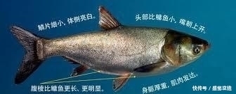 顿口|公开秘籍!“鲢鳙九阴真经”送给爱钓鲢鳙的你!