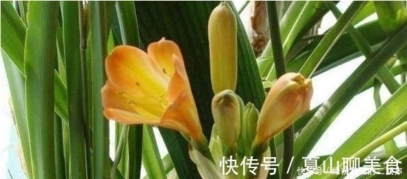 我把盆栽君子兰养成这样,好心疼,老婆只用3天将它变黑绿发亮!