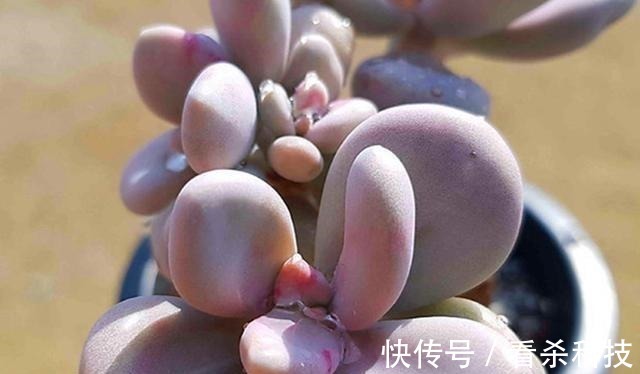 美人|多肉植物里的“六大美人”,我家养了几棵,有些确实难养!