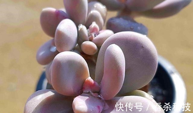 美人|多肉植物里的“六大美人”，我家养了几棵，有些确实难养！