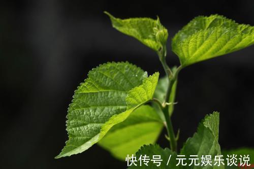 半个月|白发不要染,农村常见的叶子洗头,坚持半个月,头发乌黑亮丽