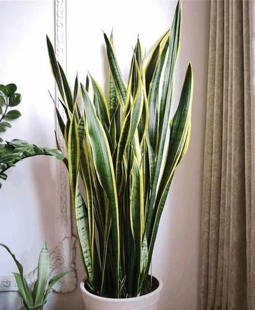 虎皮兰不冒芽?扒开土瞅一瞅,小芽一个个,长了一大盆