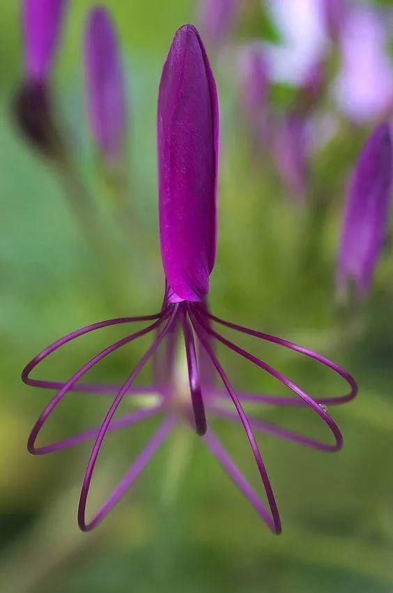 太太太漂亮了,绝对没有见过,发到群里,朋友们会爱死你的!
