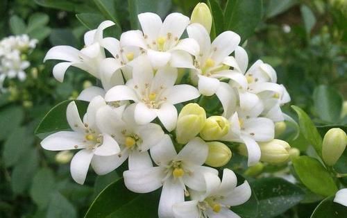  身体|这四种花不能随意养！虽然外表好看，但实际上却是有毒的！