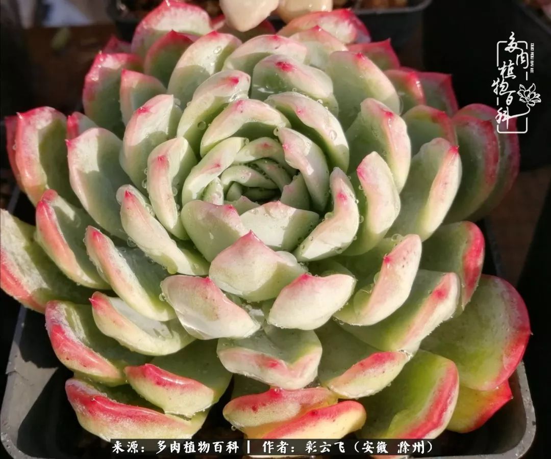 浇水后的多肉,照片秒变“照骗”!却被“骗”得很开心!