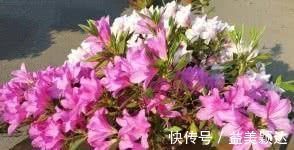 扦插|养花长虫不开花?1个洋葱全搞定,虫子褪去,花开满盆!