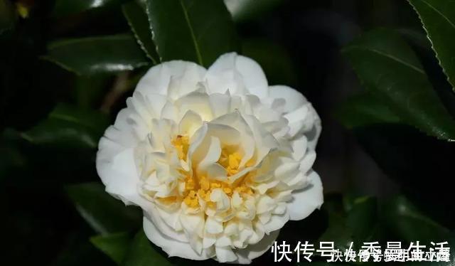 花中娇客|中国传统名花“花中娇客”,30种茶花一开,美了十里八乡