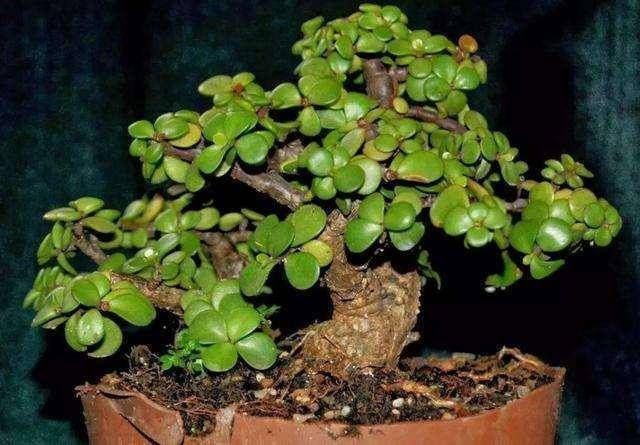 3种名贵盆景山上遍地有,教你养护技巧,个个价值高造型佳