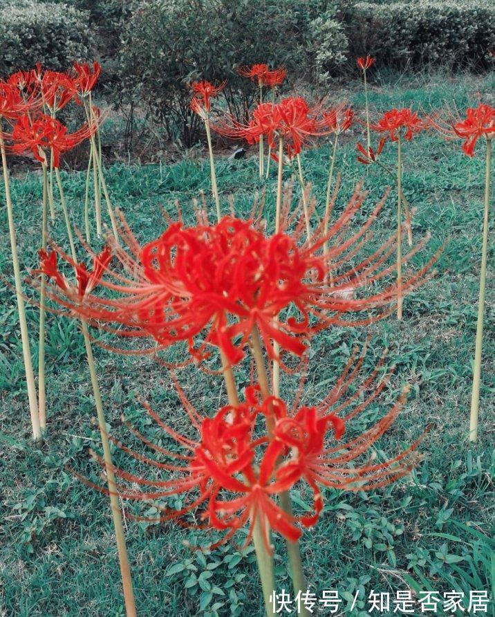 一种花不吉利,只敢看不敢养,又美又凄凉