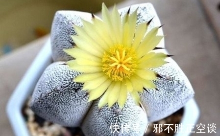 多肉鸾凤玉,外形立体、开花好看,是多肉玩家眼里的“魔法星球”