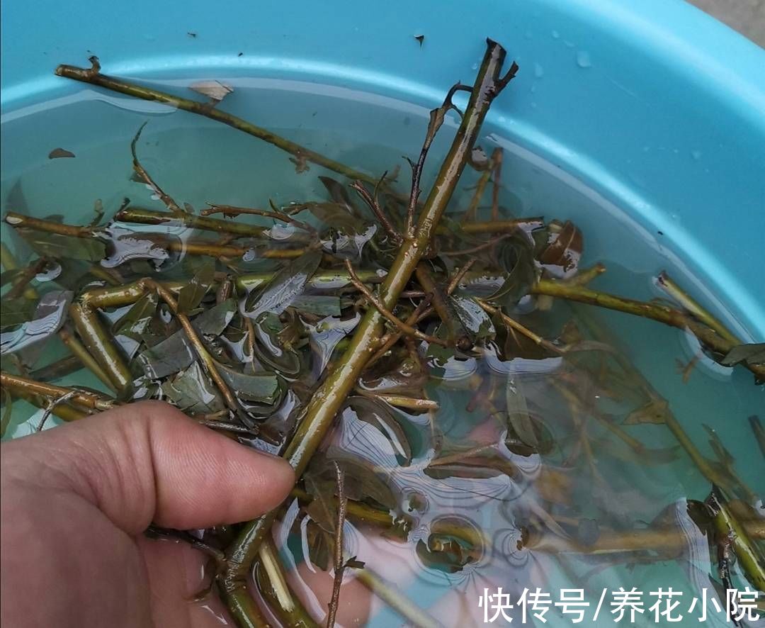 成活率|自制“生根水”,扦插花卉泡一下,生根速度快,成活率高