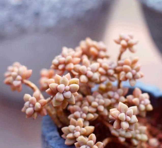 姬秋丽,颜值颇高的多肉植物,只需这样养,就能长成“瀑布墙”