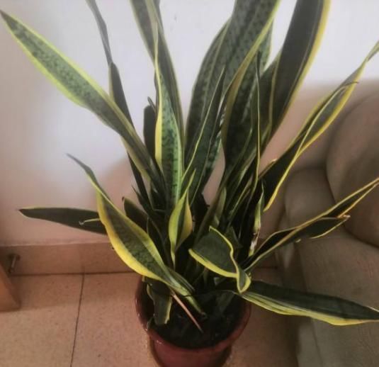 养花|养花不能用大盆,这5种花挤在小盆里,才能长成精品