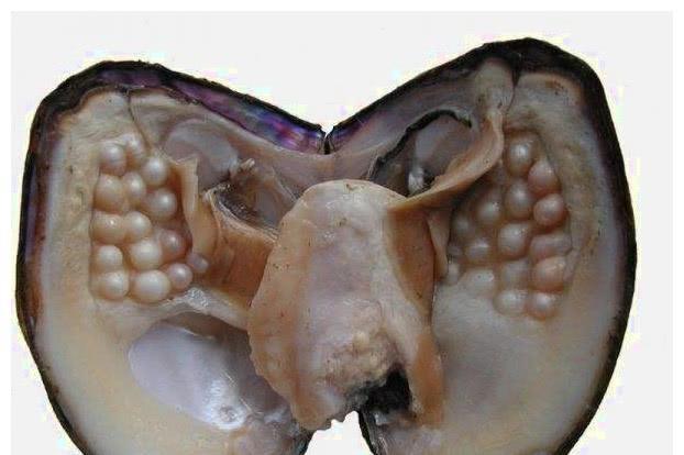 珍珠蚌的蚌肉能吃吗还是取出珍珠后就丢弃蚌农告诉你真相_【快资讯】