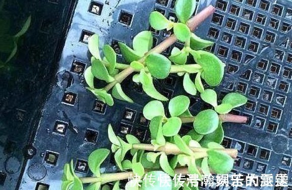 买盆景太贵此2种花插一根枝就能活,1年成老桩,越养越“值钱”